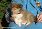 Owczarek Szetlandzki Sheltie szczenięta z rodowodemZKwP/FCI - 4