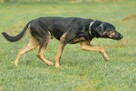 Owczarek mix Wasyl szuka domu -schronisko Zgierz -aktualne - 6