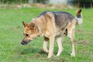 Owczarek mix Gładki  szuka domu schronisko Zgierz-aktualne - 5