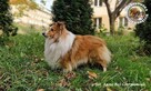 Owczarek Szetlandzki Sheltie szczenięta z rodowodemZKwP/FCI - 5