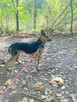 pinczer mix Gożdzik szuka domu schronisko Zgierz -aktualne - 5