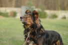 Zorro szuka domu schronisko Zgierz-aktualne - 8