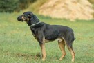 Owczarek mix Wasyl szuka domu -schronisko Zgierz -aktualne - 5