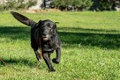 labrador mix Waligóra szuka domu schronisko Zgierz-aktualne - 4