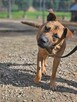 amstaff mix Złoty szuka domu schronisko Zgierz-aktualne - 2