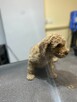Pudel miniaturowy - 2