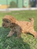 Pudel miniaturowy - 6