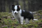 Sunia Border Collie - 1