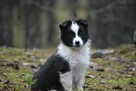 Piesek Border Collie - 1