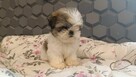 Szczeniaki shih tzu - 6