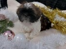 Malutki piesek shih tzu - 2