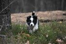 Piesek Border Collie - 8