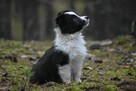 Piesek Border Collie - 3