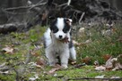 Sunia Border Collie - 2