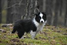 Piesek Border Collie - 5