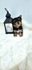 Yorkshire terrier piesek - 3