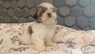 Szczeniaki shih tzu - 5