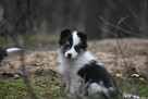 Sunia Border Collie - 3