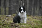 Piesek Border Collie - 2