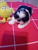 Sprzedam pieska shih tzu - 1