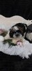 Cudny piesek shih tzu - 1