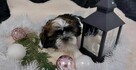 Cudny piesek shih tzu - 2