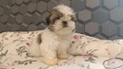 Szczeniaki shih tzu - 3