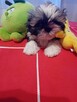 Sprzedam pieska shih tzu - 2