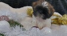 Malutki piesek shih tzu - 4