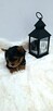 Yorkshire terrier piesek - 2