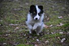 Sunia Border Collie - 1