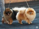 Reproduktor Pomeranian FCI ZKwP szpic miniaturowy - 3