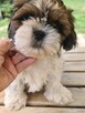 Suczka Shih tzu - 4