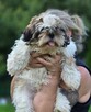 Suczka Shih tzu - 1