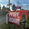 Żywe Choinki z Własnej Plantacji - 2