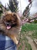 Reproduktor Pomeranian FCI ZKwP szpic miniaturowy - 7