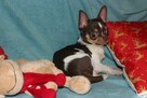chihuahua piesek z rodowodem ZKwP - 2