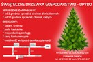 Żywe Choinki z Własnej Plantacji - 1