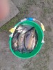 Ryby karp amur tolpyga karas pospolity lin jesiotr sandacz - 4