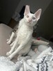 Cornish rex kocurek o imieniu serduszko - 4