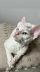 Cornish rex kocurek o imieniu serduszko - 7