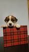 Jack Russell Terrier FCI - 2