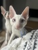 Cornish rex kocurek o imieniu serduszko - 2