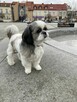 Reproduktor - krycie Shih tzu - 2