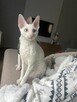 Cornish rex kocurek o imieniu serduszko - 5