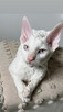 Cornish rex kocurek o imieniu serduszko - 6