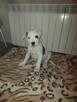 Pieski rasy amstaff - 4