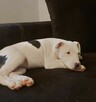 Pieski rasy amstaff - 2