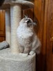 Ragdoll kocur kocury rodowodowe piękne - 6