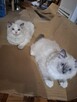 Ragdoll kocur kocury rodowodowe piękne - 3